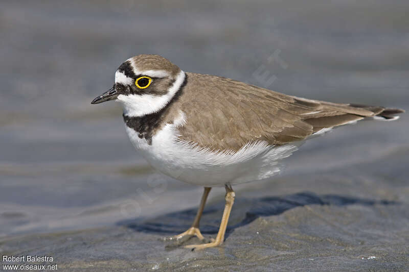 Little Ringed Plover female adult, pigmentation