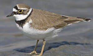 Little Ringed Plover