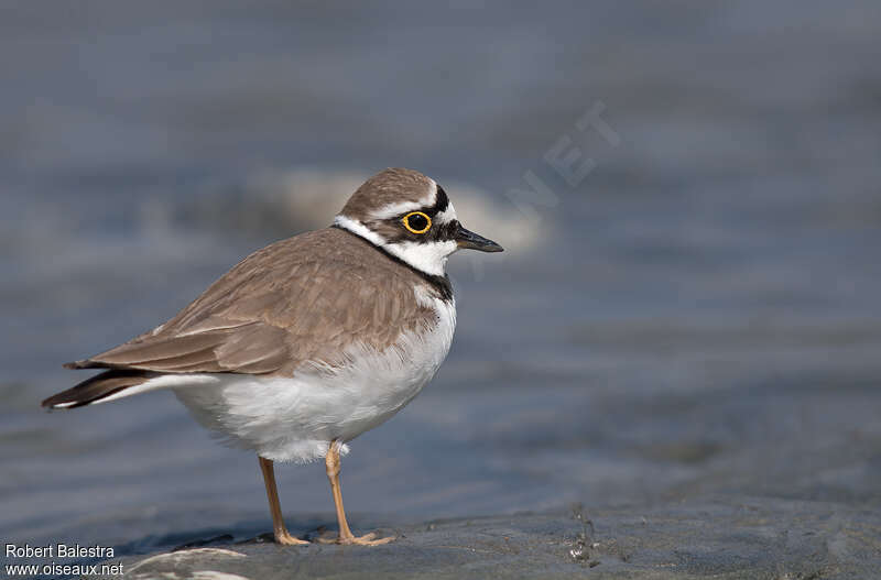 Petit Gravelot femelle adulte, identification