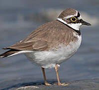 Little Ringed Plover