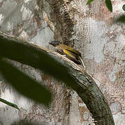 Lesser Honeyguide