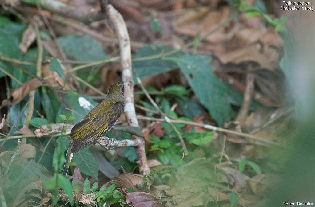 Lesser Honeyguide