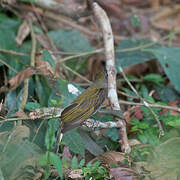 Lesser Honeyguide