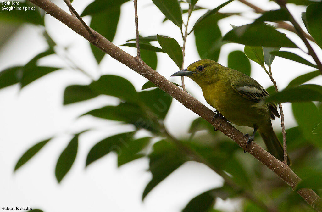 Common Iora