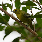 Common Iora