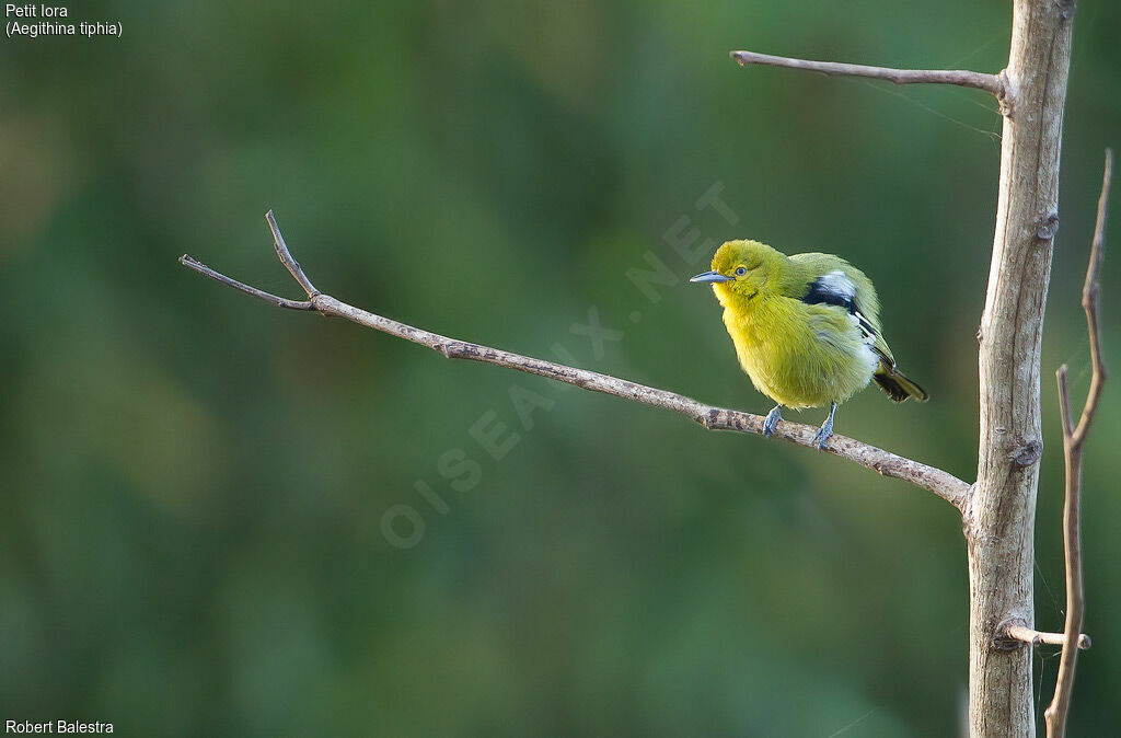 Common Iora