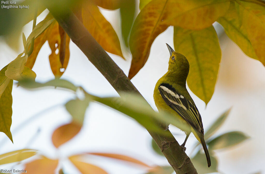 Common Iora