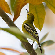 Common Iora