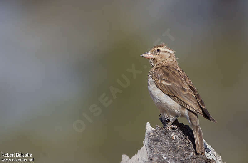 Petit Moineau femelle adulte, identification