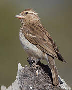 Sahel Bush Sparrow