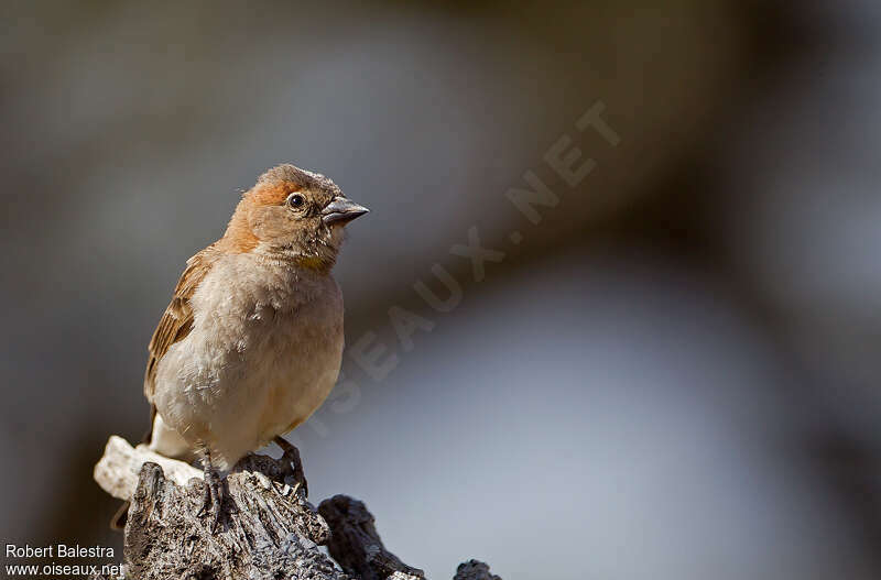 Sahel Bush Sparrow male adult