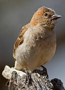 Sahel Bush Sparrow