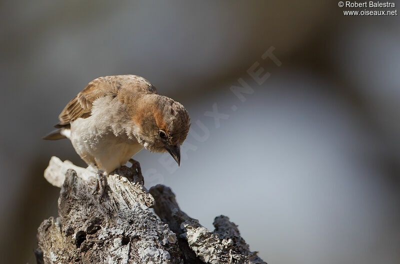 Sahel Bush Sparrow male