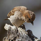 Petit Moineau