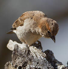 Petit Moineau