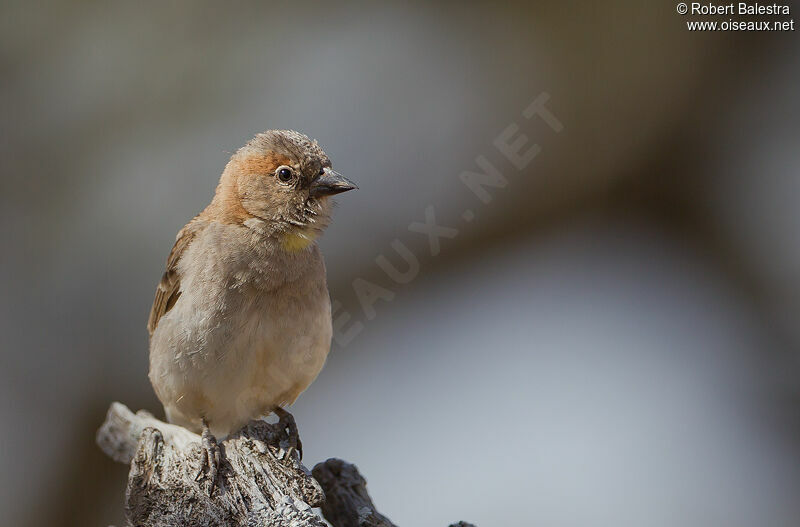 Sahel Bush Sparrow