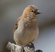 Sahel Bush Sparrow