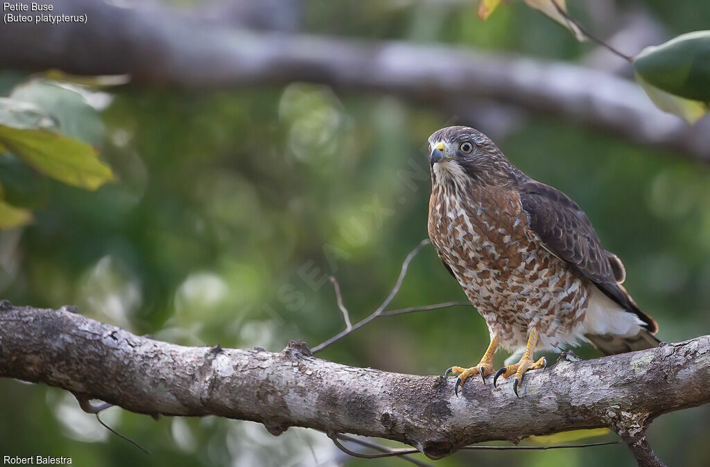 Broad-winged Hawk