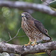 Broad-winged Hawk