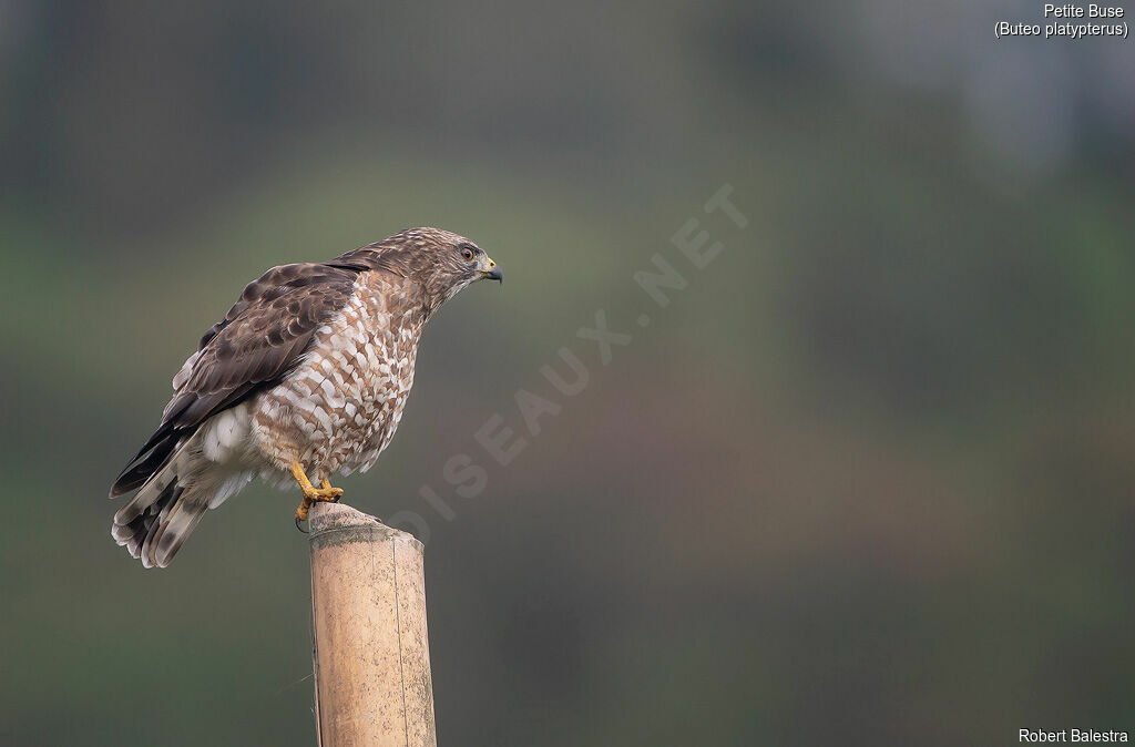 Broad-winged Hawk