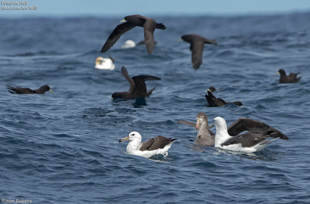 Northern Giant Petrel