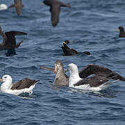 Northern Giant Petrel