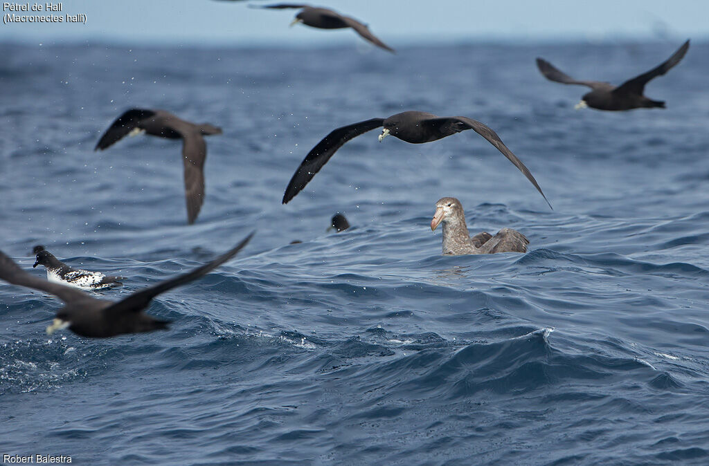 Northern Giant Petrel