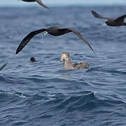 Northern Giant Petrel