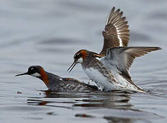 Red-necked Phalarope