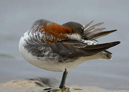 Phalarope à bec étroit