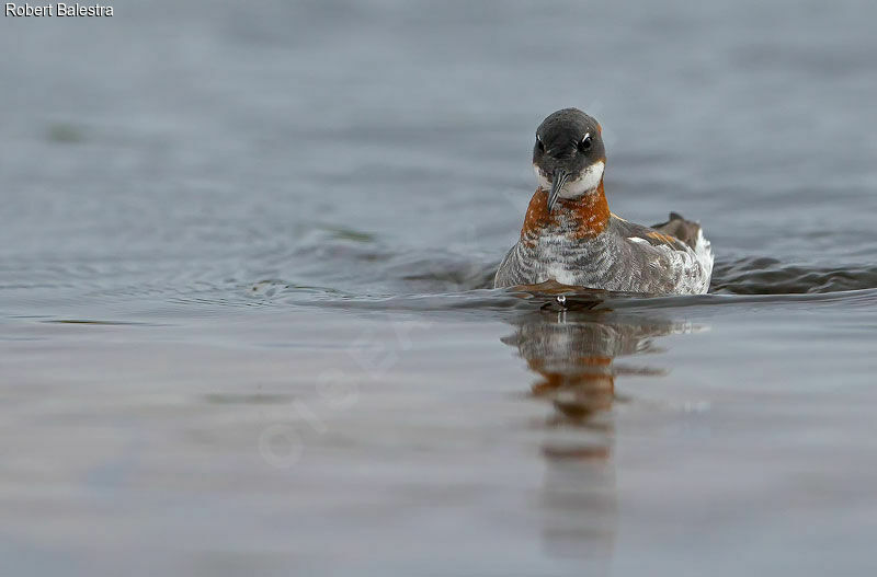 Phalarope à bec étroit