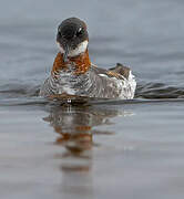 Phalarope à bec étroit