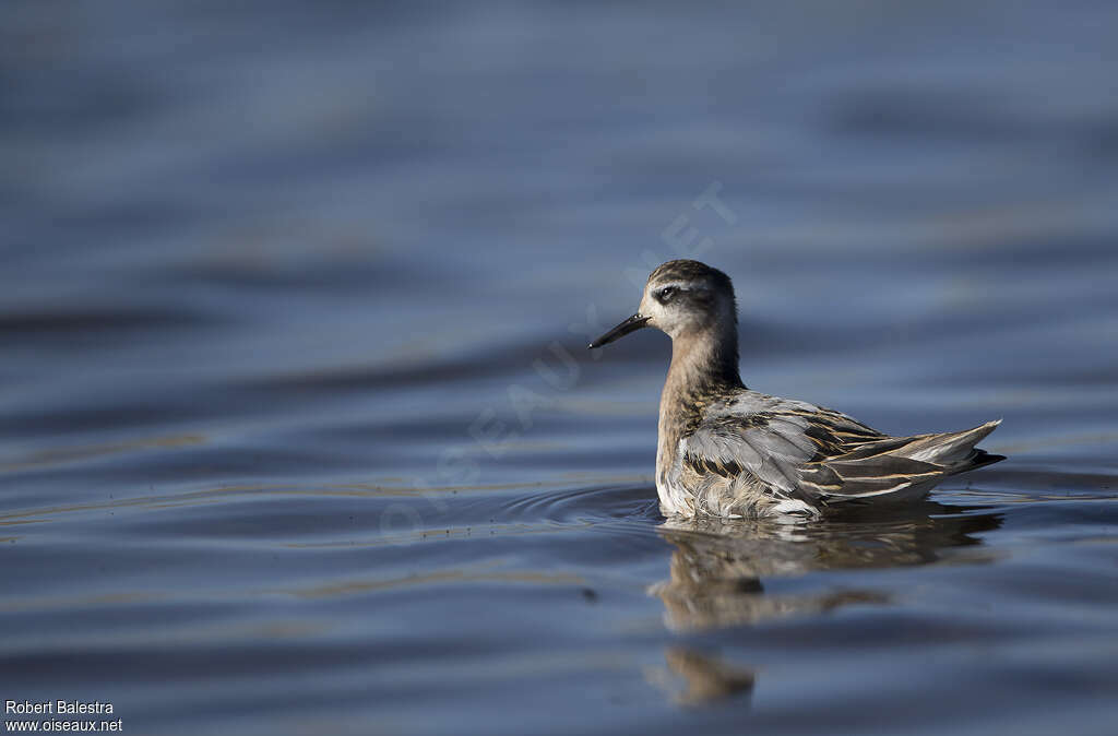 Phalarope à bec large1ère année, identification