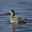 Phalarope à bec large