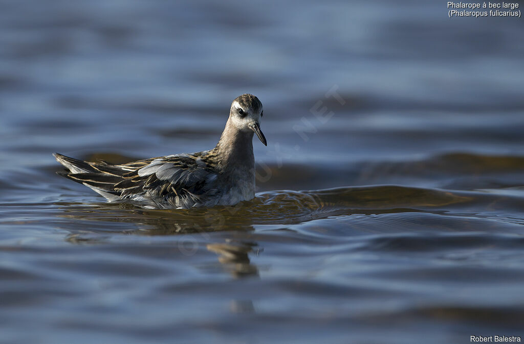 Phalarope à bec large1ère année