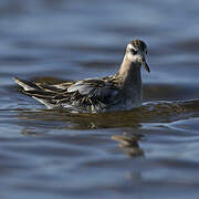 Red Phalarope