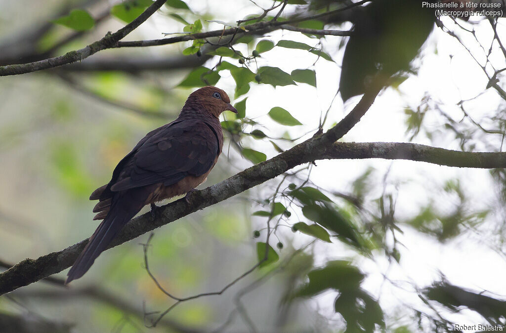 Phasianelle à tête rousse