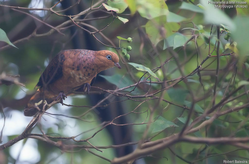 Little Cuckoo-Dove