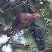 Little Cuckoo-Dove