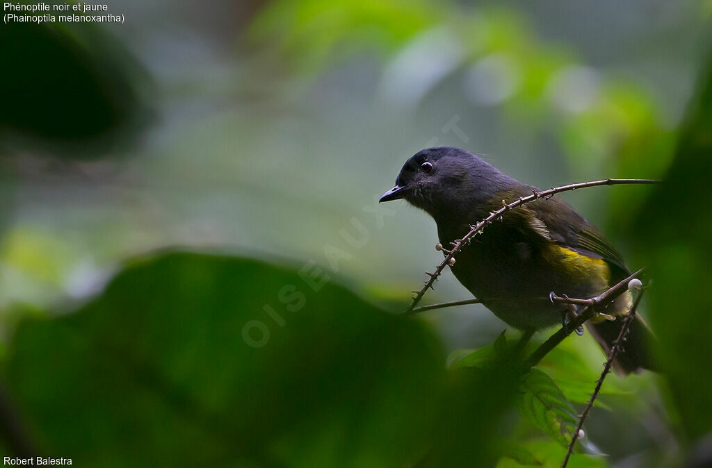 Black-and-yellow Phainoptila