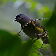 Black-and-yellow Phainoptila