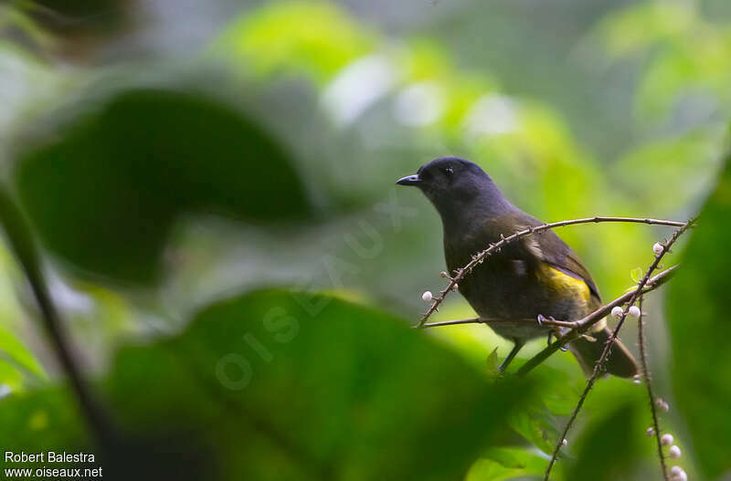 Black-and-yellow Phainoptila female adult, identification