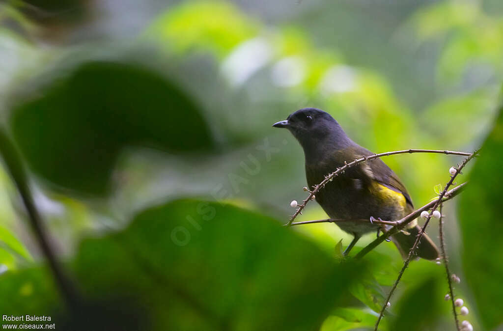 Black-and-yellow Phainoptila female adult, identification