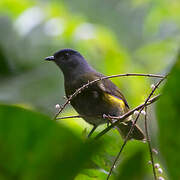 Black-and-yellow Phainoptila