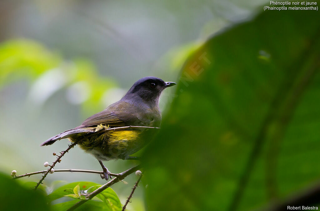 Black-and-yellow Phainoptila