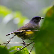 Black-and-yellow Phainoptila