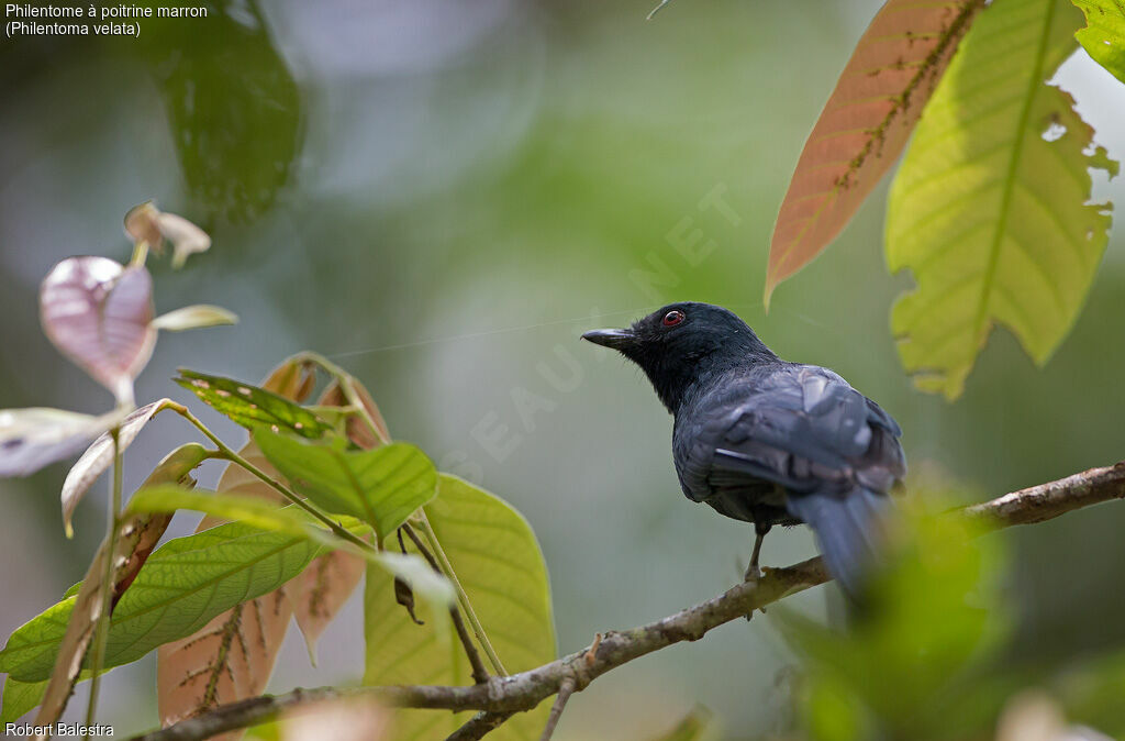 Maroon-breasted Philentoma