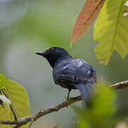 Maroon-breasted Philentoma