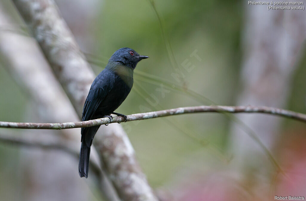 Maroon-breasted Philentoma