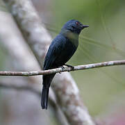 Maroon-breasted Philentoma